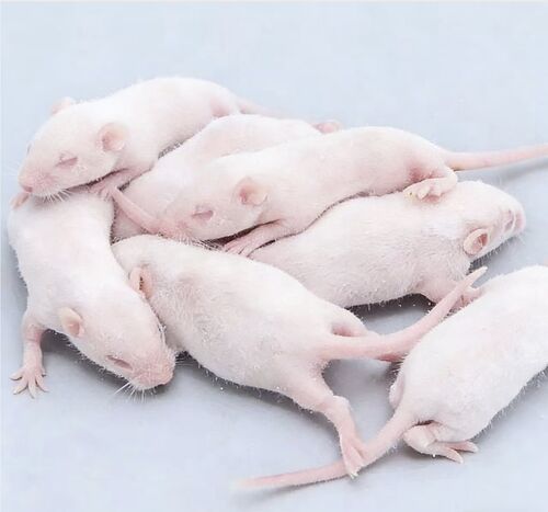 Key Criteria for High-Quality Cryopreserved Mice in Research