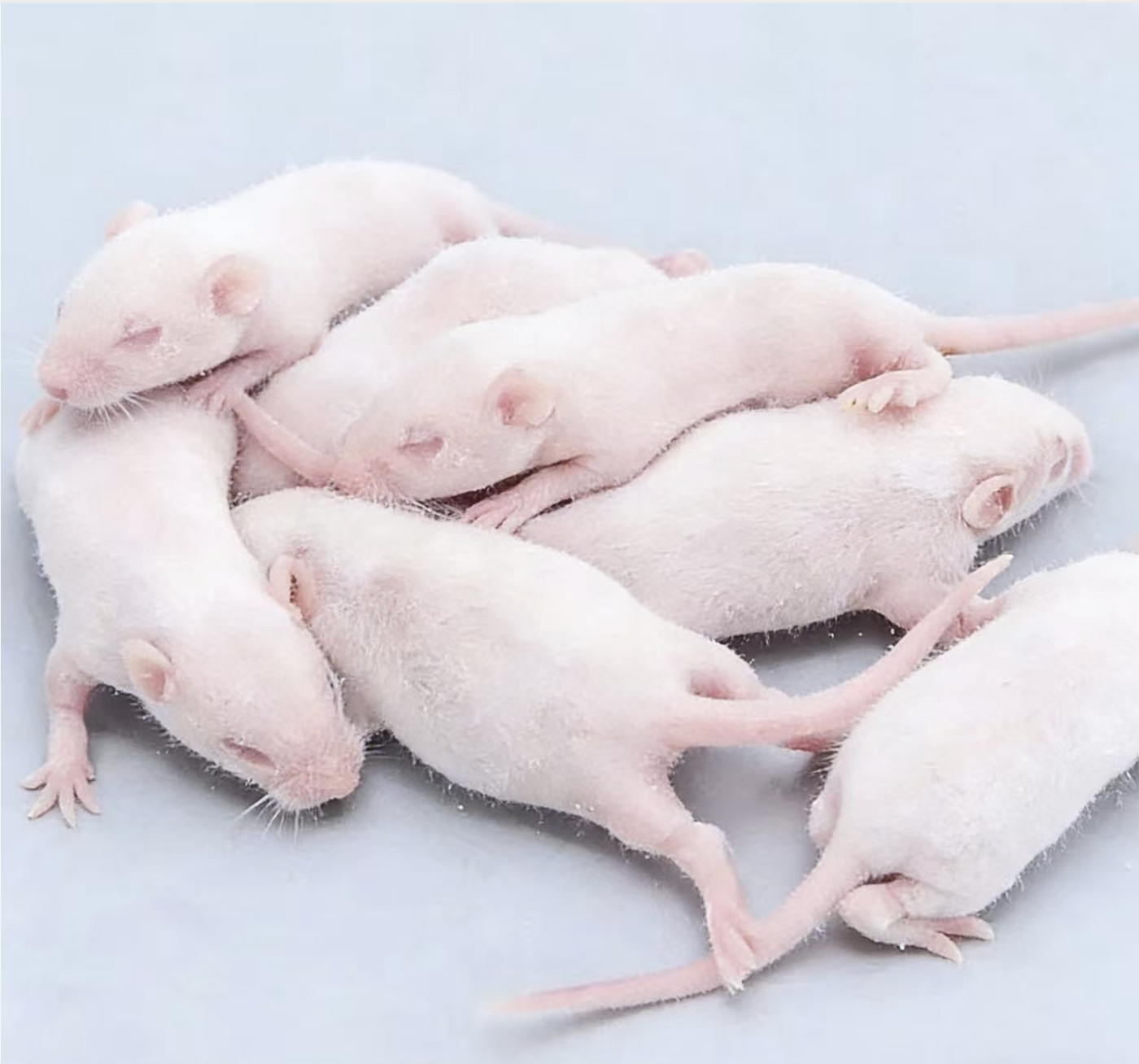 Latest company Cases about Key Criteria for High-Quality Cryopreserved Mice in Research