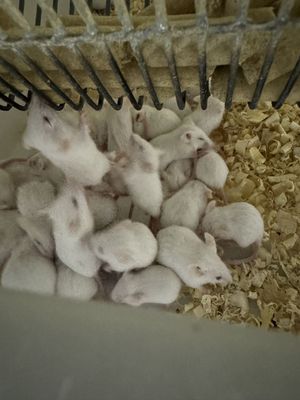 Buy Frozen Rats The Ultimate Storage Solution Rattus Norvegicus for Frozen Shipping online manufacture