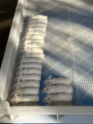 kupować Bezpieczne roztopienie mrożonych szczurów Bezpieczna i przedwykonane opcja dla wymagań klientów online manufacture