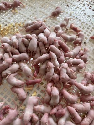 kupować Zamrożone szczury do zamrożonej wysyłki 25 gryzoni, które zaspokoją potrzeby pokarmowe gadów online manufacture