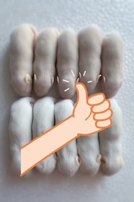 Buy High In Protein Flash-frozen Feeder Rats with 1G-400+G Size Range for Reptile Nutrition online manufacture