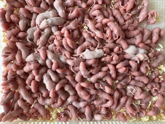 Buy Natural Flavor Frozen Mice with 100% Mice Ingredients for Reptiles and Birds of Prey online manufacture