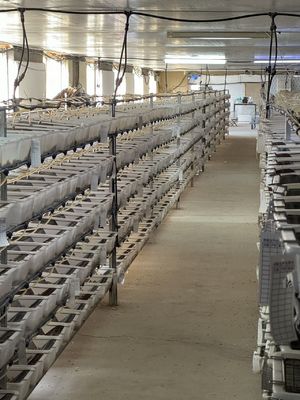 خرید مواد مورد نیاز برای حیوانات خانگی موش های کوچک از شیر جدا شده online manufacture