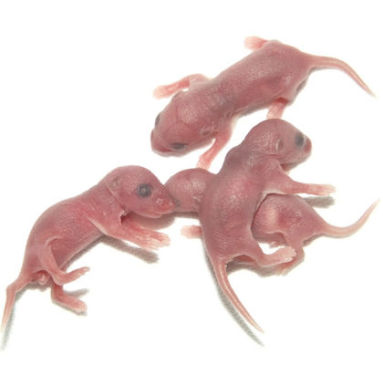 Buy Natural Flavor Frozen Mice 100% Mice For Feeding Reptiles And Birds Of Prey online manufacture