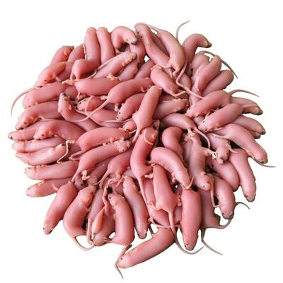 Buy SPF Mice Laboratory Mice with Specific Pathogen-free (SPF) Status, 6-8 Weeks Age, and White Coat Color for Biomedical Research online manufacture