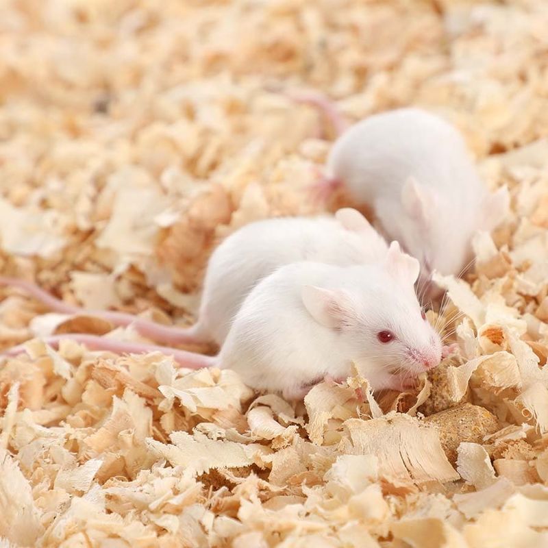 Mixed Frozen Rat Feeders 10 Rats Per Pack for Your Reptile's Optimal ...