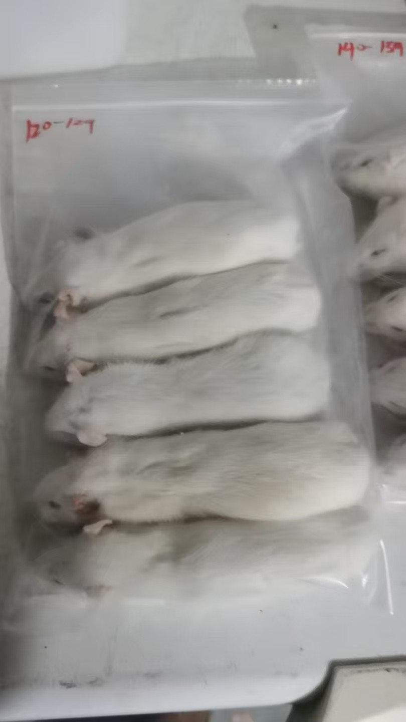 Image showcasing Thawing Frozen Mice And Rats Weaner For Snakes Reptiles 50g video