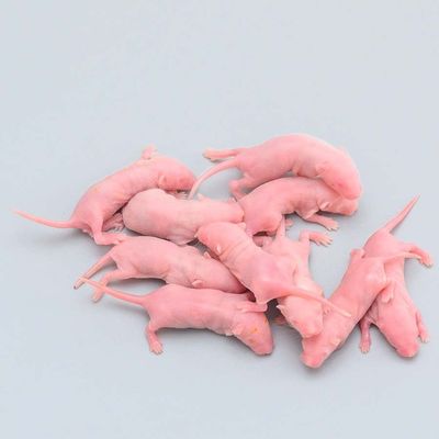 Prey Birds Reptile Food Frozen Rats Rodent Live Feeder In Bulk