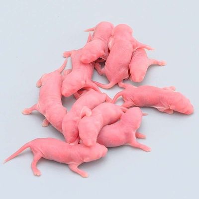 Harga yang bagus Reptil beku Pinky Rat Rodent Tikus Feeders Cryogenic penyimpanan OEM on line