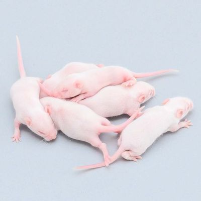 Muskeln Muskeln Schlange Nahrung Pinkies Fütterungsmittel Nagetier Flauschige Ratte Für Reptilien