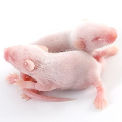 라투스 노르베기쿠스 냉동 중급 먹이 쥐 큰 젖을 끊는 쥐 육식 포유류