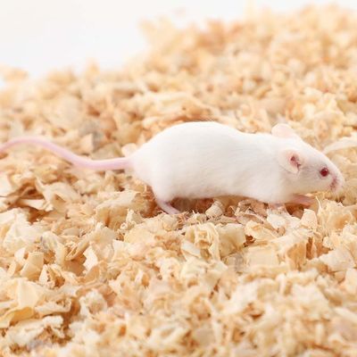 Bon prix Souris expérimentale de laboratoire de taille standard en élevage domestique en ligne