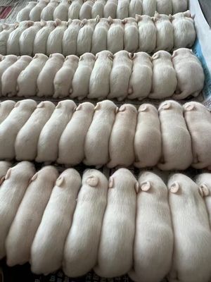 Fuzzy Weaned Arctic Mice Frozen Small Rats Feeder Mice Xl Size