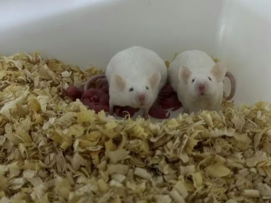 100 Mengurai Kuantitas Tikus beku Aman -18°C hingga -20°C untuk proses pencairan yang aman