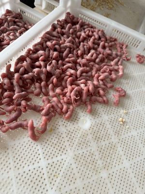 Disease Free Pink Bulk Frozen Mice Adult For Hatchlings Small Predators