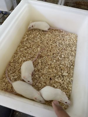 Good price Protein Fat Nutritional Quick Frozen Mouse Feeder fuzzy Mice For Reptile Keepers online