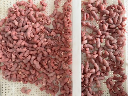 Healthy Nutrition Frozen Hopper Mice Dead Mice For Snakes ODM