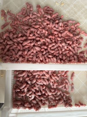 25 Pack Bulk Frozen Feeder Mice Rats For Snakes Pets Hatchlings