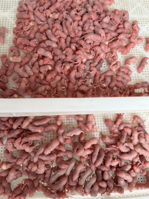 1g-2g Frozen Rodents Thawing Mice For Snakes Reptile Food