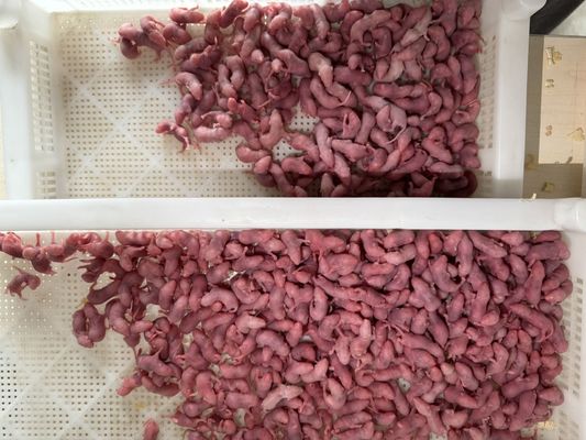 Giá tốt. 1 gram-50 gram chuột ăn thịt bằng ngực đông lạnh trực tuyến