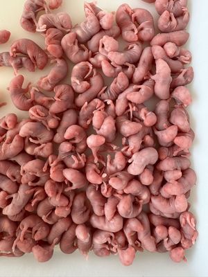 Small Predators Thawing Frozen Rodents Mice Rats For Snakes