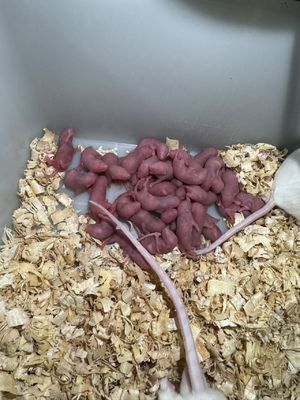 AAA Gender Frozen Rodents Mice For Snakes 10 Pack USDA Standard