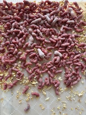 Goede prijs OEM Bevroren Jumbo Grote Pinkie Muizen voor educatieve doeleinden 100/Pack online