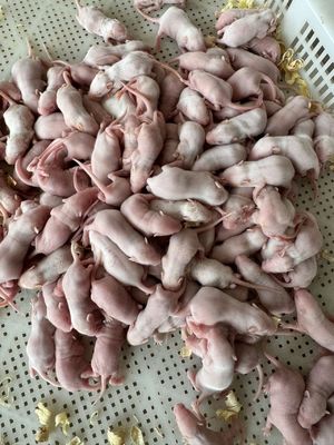 Thawed Frozen Mice Snake Food Feeding Nutritious Meal For Carnivorous Reptiles