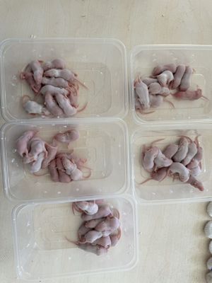 قیمت خوب موش های تغذیه کننده فازی یخ زده با انگشت سرخ شده رژیم غذایی پر پروتئین آنلاین