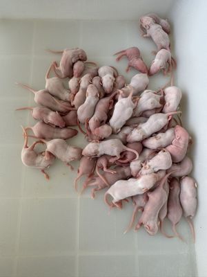 Various Sizes of Frozen Rats Pre-killed for Adult Snakes and Reptiles
