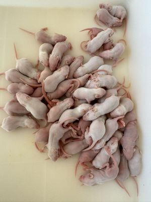 قیمت خوب سریع عمده یخ زده جوندگان تغذیه موش های موی برای نگهبانان خزندگان OEM آنلاین