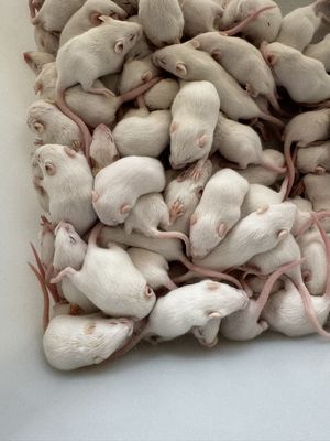 Harga yang bagus Pengiriman dalam semalam Tikus pemakan beku untuk reptil dan burung pemakan daging kecil on line