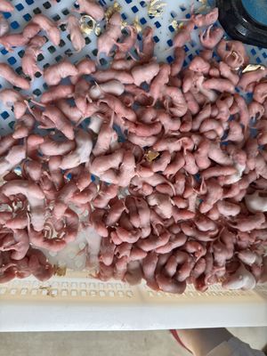 قیمت خوب موش های قطب شمال کوچک موش های تغذیه ای موش های آنلاین برای مارها مارمولک ها آنلاین