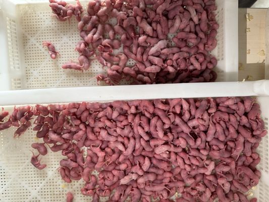 قیمت خوب ماهیچه های ماهیچه ای موش های تغذیه کننده موش های سرخ شده برای پستانداران گوشت خور کوچک آنلاین