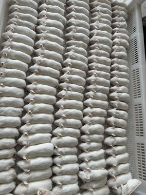 Bom preço Ratos congelados para répteis Milho Cobra Pinky on-line
