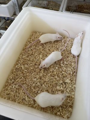 좋은 가격 Rattus Norvegicus 실험실 실험용 실험실 쥐 온라인으로