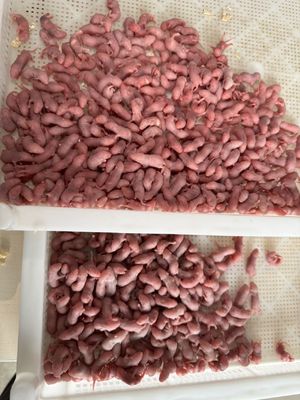 Harga yang bagus Custom Mus Musculus Frozen Feeder Tikus Dan Tikus Pinkie Untuk Hewan Herbivora on line