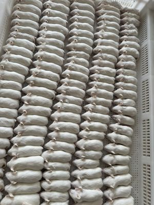 Giá tốt. Chuột đông lạnh trưởng thành cho bò sát đã bị giết trước và phù hợp cho vật nuôi trực tuyến