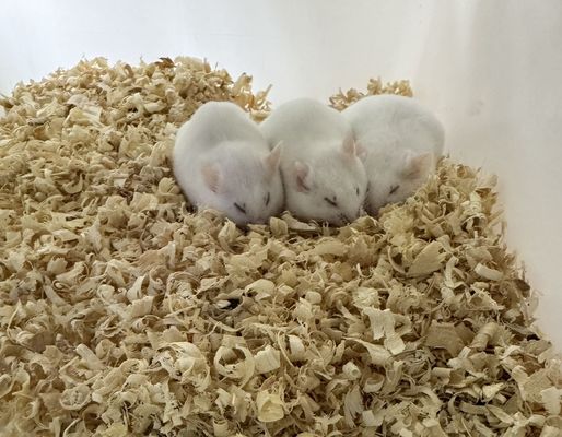 Various Sizes Frozen Rats Shelf Life 12 Months Species Rattus Norvegicus