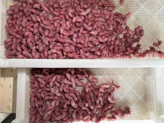 قیمت خوب موش های گوشت خور یخ زده قطب شمال موش های سرخ شده موش های رنگین خفاش آنلاین سفارشی آنلاین