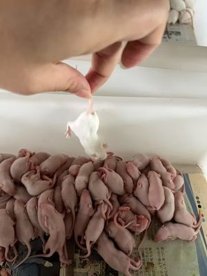 Dobra cena. Zmrożone Zmrożone jaszczurki Węże Żywność Pinkies Myszy dla ptaków drapieżnych w Internecie