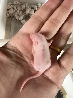 Frozen Rats with 18% Protein and 12 Months Shelf Life for Reptiles and Birds of Prey - Mixed Gender Pre-killed Rats