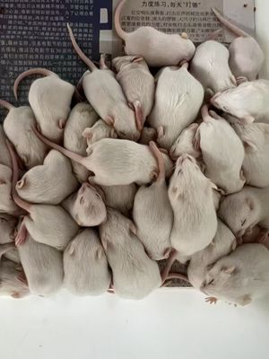 قیمت خوب مقدار مارها موش های تغذیه کننده طعم طبیعی تضمین شده آنلاین