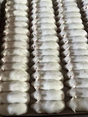 Nutrition High In Protein Cryopreserved laboratory rats Flash-frozen for Optimal and Performance