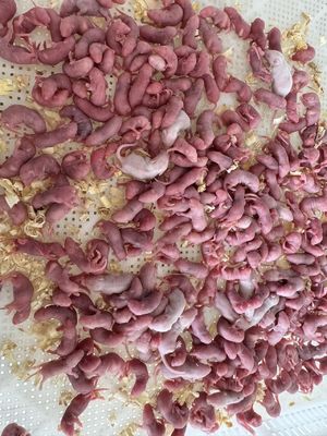 Sürüngenleri ve Yırtıcı Kuşları Beslemek Dondurulmuş Pinky Fareler
