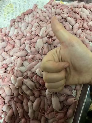 Topi congelati per l'alimentazione di rettili e uccelli rapaci
