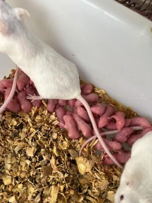 좋은 가격 빠른 냉동 젖을 끊는 쥐 먹이 쥐 뱀용 핑키 200 팩 온라인으로