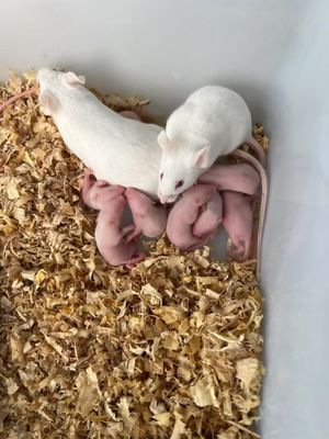 좋은 가격 파충류 보호자 빠른 냉동 설치류 대량 핑키 마우스 먹이 100 팩 온라인으로