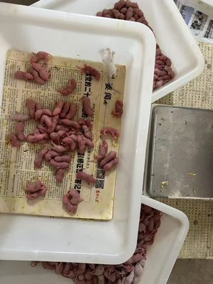 좋은 가격 대량 냉동 성인 마우스 피니지 애완 동물 설치류 먹이기 ISO 인증 온라인으로